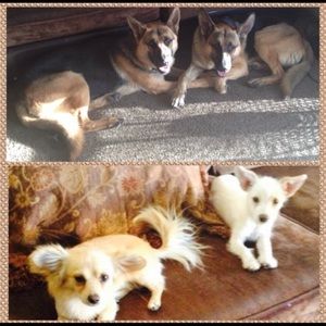 Meet your Posher, Eva